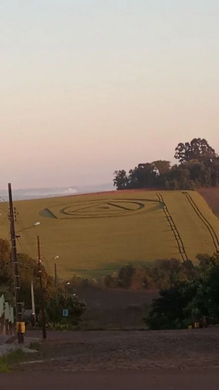 Alien Genas Marca Misteriosa Aparece Em Planta O No Oeste De Sc