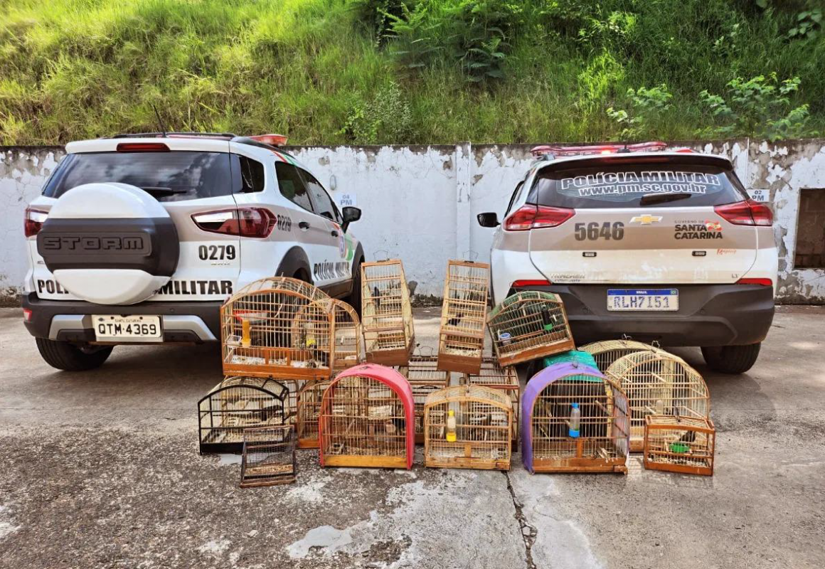 Criadouro clandestino de aves silvestres é fechado pela Polícia Militar