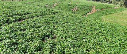 VÍDEO: Produtores rurais participaram do Dia de Campo realizado na Fazenda Bridi, em Abelardo Luz