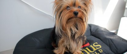 VÍDEO: Seu pet fica estressado nas festas de fim de ano? A Agropet tem algumas dicas para prevenir isso