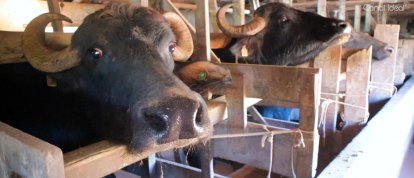 VÍDEO: No Agro Forte você vai conhecer mais sobre a criação de Búfalos em uma propriedade no interior de Xavantina 