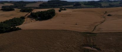 Agroglifo em Ipuaçu: proprietário opta por colher o trigo e retirar a formação