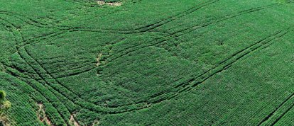 Ipuaçu: sombra do agroglifo volta a aparecer em lavoura de soja