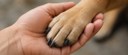 O projeto prevê uma série de medidas para fortalecer a proteção animal  (Foto: IA)