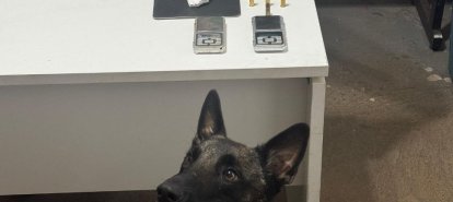 Jovem de 19 anos é detido por tráfico de drogas em Chapecó após cão farejador encontrar entorpecentes