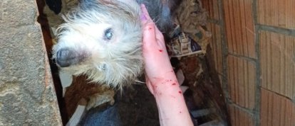 Homem é preso após resgate de 11 animais em situação de maus-tratos em Concórdia