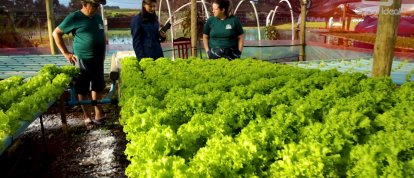 VÍDEO: O Agro Forte de hoje conta a história da Associação de Agricultores de Ipuaçu