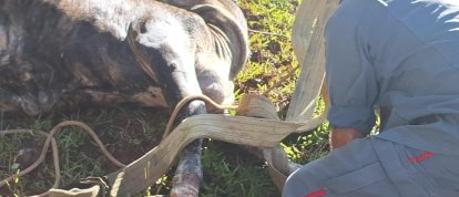 Bombeiros resgatam boi que caiu em poço em município do Meio-Oeste