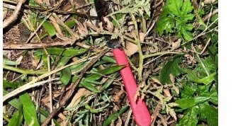 Homem é esfaqueado no Centro de Xanxerê e suspeito é preso na Rodoviária