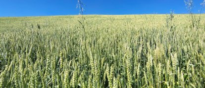 Prefeitura de Xanxerê lança programa com subsídio de 50% para cultivo de trigo