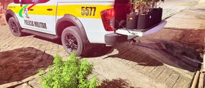 PMRv apreende cultivo de maconha após perseguição em Santa Catarina