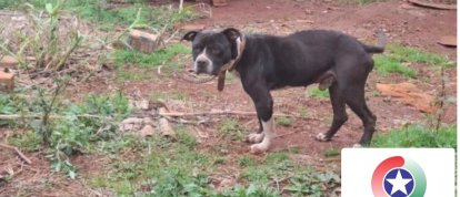 Mulher é presa por maus-tratos a pitbull encontrado sem água, comida e com ferimentos em Bom Jesus