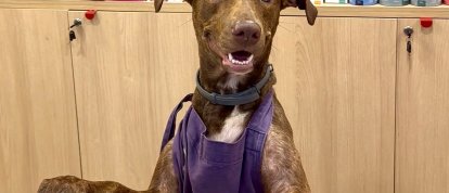 VÍDEO: Petlove Chapecó oferece alimentação especial para cuidar da saúde dos pets