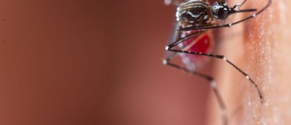 Secretaria de Saúde de Xanxerê confirma novo caso de dengue e Chikungunya