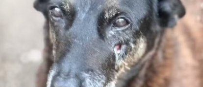 Justiça arquiva investigação sobre morte do cão Orelha em Florianópolis