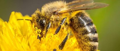 Dia das Abelhas reforça importância dos polinizadores para o meio ambiente e produção de alimentos