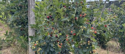 VÍDEO: produtor de Xanxerê colhe primeira safra de amoras