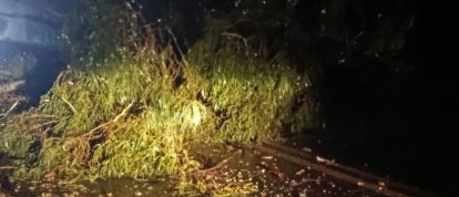 VÍDEO: Quem passava pela BR-282, próximo a Vargeão, se deparou com uma árvore bloqueando a via