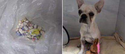 Foto: Polícia Militar/Divulgação/Reprodução/Redes sociais