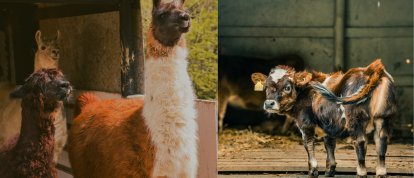 Mini animais serão a novidade da ExpoFemi 2026 e prometem encantar o público