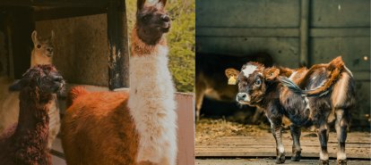 Mini animais serão a novidade da ExpoFemi 2026 e prometem encantar o público