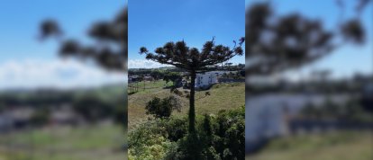 VÍDEO: colheita de pinhão segue proibida em SC até 1º de abril 