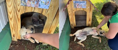 Município de São Domingos e APA lançam campanha da Casinha Comunitária para cães de rua