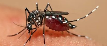 Xanxerê registra quatro novos casos de Chikungunya