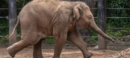 Elefanta mantida em parque temático de Penha será transferida para santuário em MT