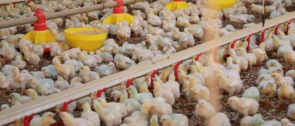 Ministério da Agricultura e Pecuária (Mapa) declara emergência zoossanitária por 60 dias devido a foco da doença de Newcastle