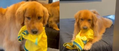 VÍDEO: cachorro viraliza ao pegar camiseta autografada por Ronaldinho Gaúcho e assusta família