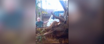 VÍDEO: Uma mandioca de impressionantes 84 quilos chamou a atenção em uma propriedade rural em Santa Catarina 