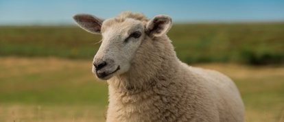 Primeiro Texel do Milhão será realizado durante a ExpoFemi 2026