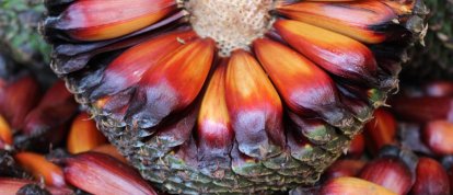 Foto: Reprodução internet