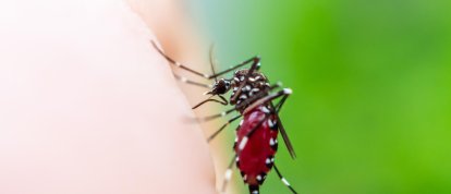 Santa Catarina registra alta nos casos de dengue em 2026 e amplia alerta epidemiológico