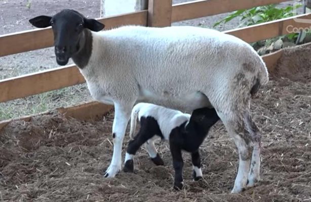 Família de Clevelândia-PR é destaque na criação de ovinos em confinamento para abate