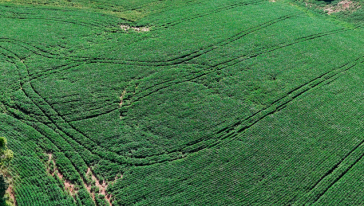 Ipuaçu: sombra do agroglifo volta a aparecer em lavoura de soja