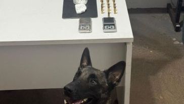 Jovem de 19 anos é detido por tráfico de drogas em Chapecó após cão farejador encontrar entorpecentes