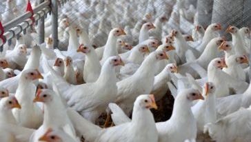 Santa Catarina exporta 2 milhões de toneladas de carnes em 2025 e bate recorde histórico no comércio internacional do setor