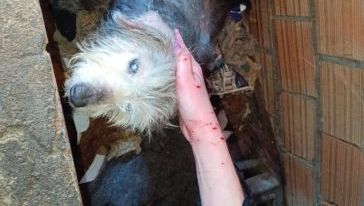 Homem é preso após resgate de 11 animais em situação de maus-tratos em Concórdia