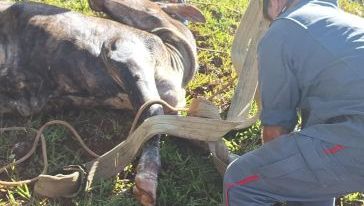 Bombeiros resgatam boi que caiu em poço em município do Meio-Oeste