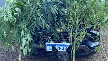 Foto: Guarda Municipal de Chapecó