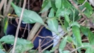 Foto: Polícia Civil