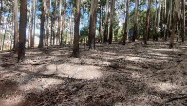 Incêndio florestal atinge plantação de eucalipto no Oeste