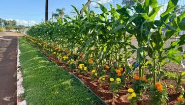 Paisagismo da ExpoFemi 2026 aposta em flores, milho e espaços temáticos