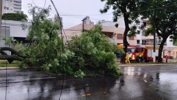 Queda de árvore de grande porte bloqueia rua e mobiliza bombeiros no Centro de Chapecó