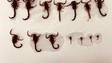 Foto: Assessoria de imprensa