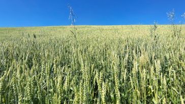 Prefeitura de Xanxerê lança programa com subsídio de 50% para cultivo de trigo