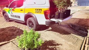 PMRv apreende cultivo de maconha após perseguição em Santa Catarina