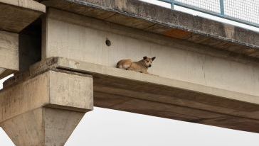 VÍDEO: Resgate de cão preso em passarela chama atenção em Xanxerê